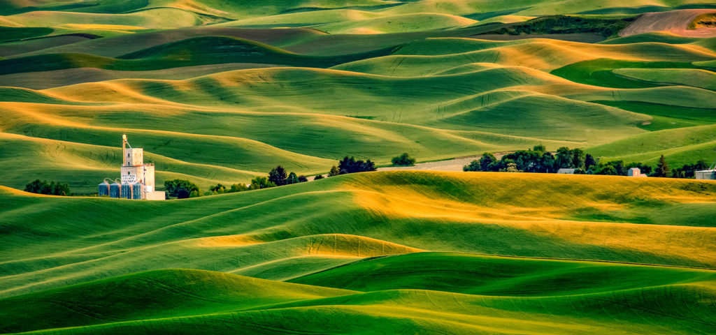 Rolling Hills of Wheat