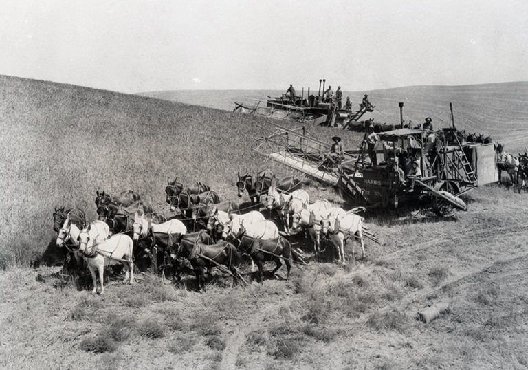 Old Wheat Harvest