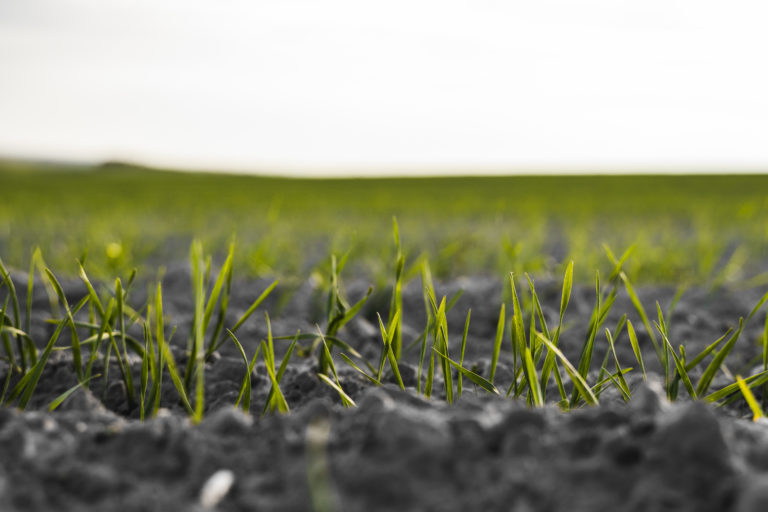 Young wheat seedlings growing on a field in autumn. Young green wheat growing in soil. Agricultural proces. Close up on sprouting rye agriculture on a field.