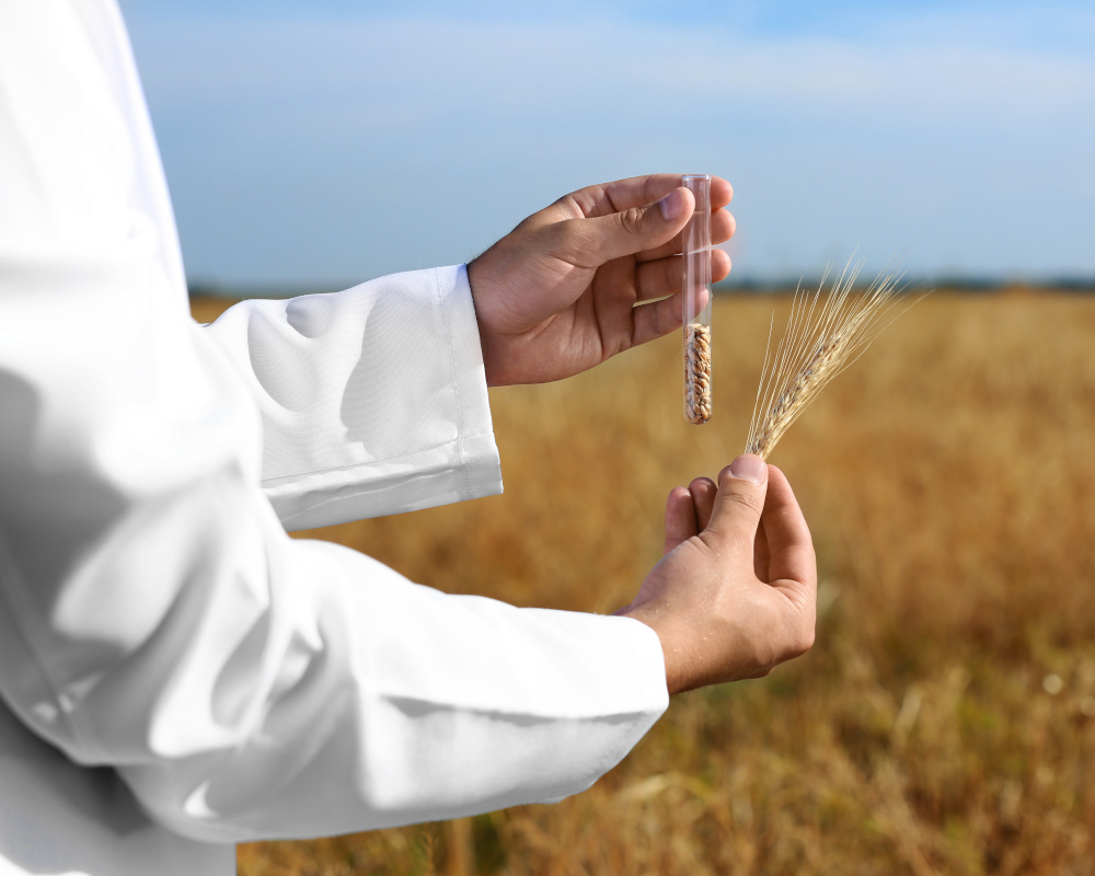 Agronomist holding test tube with wheat grains in field, closeup.