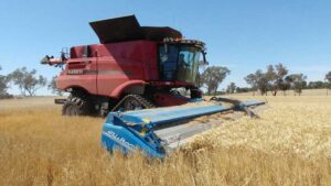 Harvesting an on-farm research plot with a stripper front on the Fox Family Farm near Marrar, New South Wales.