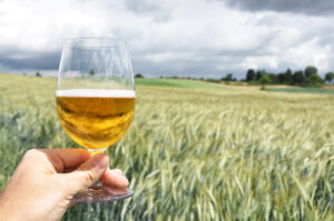 Glass of beer in hand against barley ears