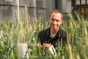 Dr. Arron Carter in the WSU greenhouse with wheat. 