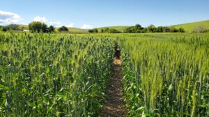 WSU wheat variety Roger in a variety test plot