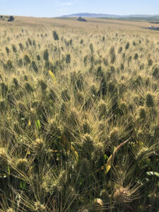 A field of Cameo club wheat