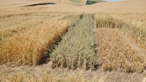 Clearfield spring wheat in variety trial field