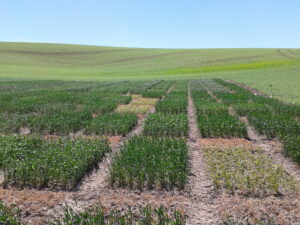 Clearfield variety trial plots near Dayton, WA