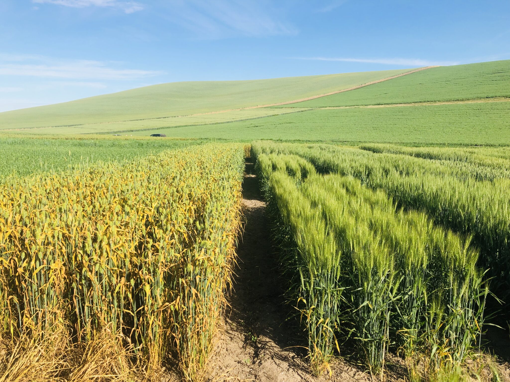 research papers on stripe rust