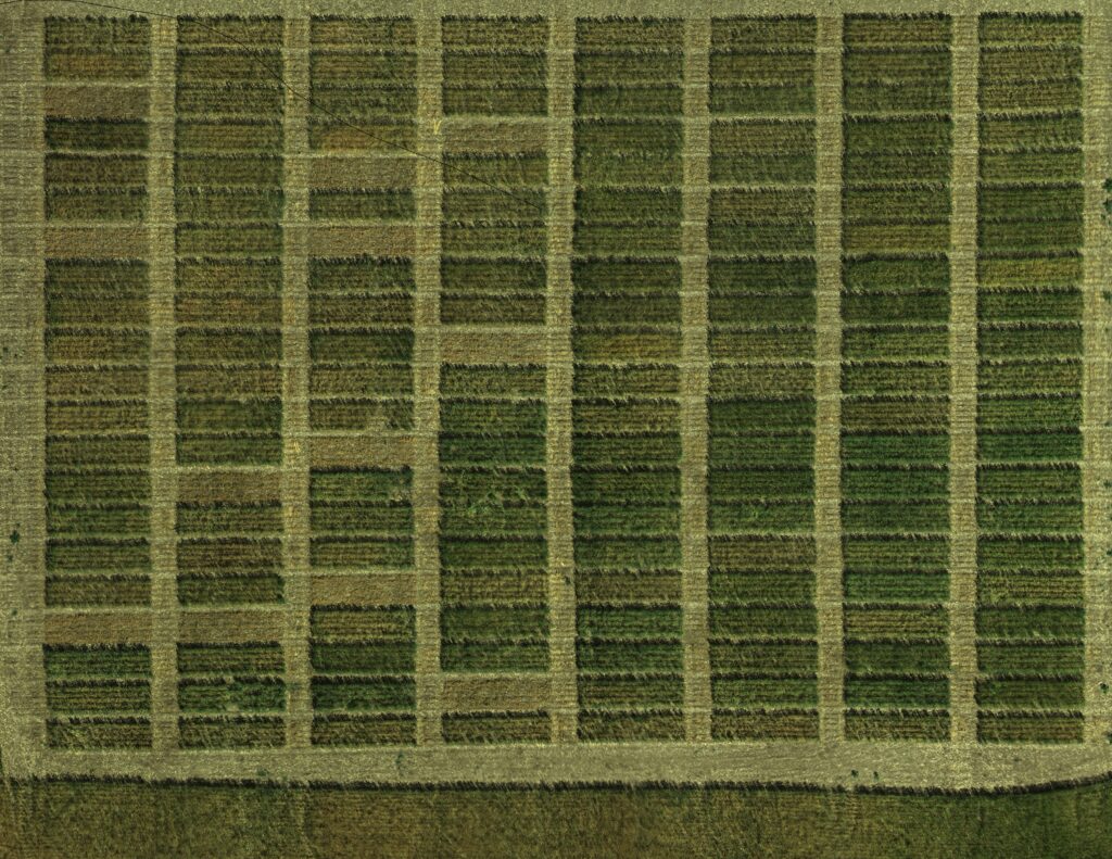 UAV image of Clearfield wheat plots