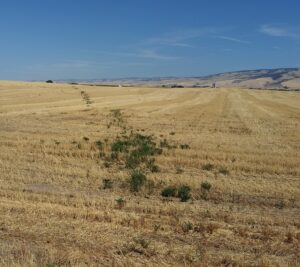 A trail of kochia weeds in a fallow wheat field