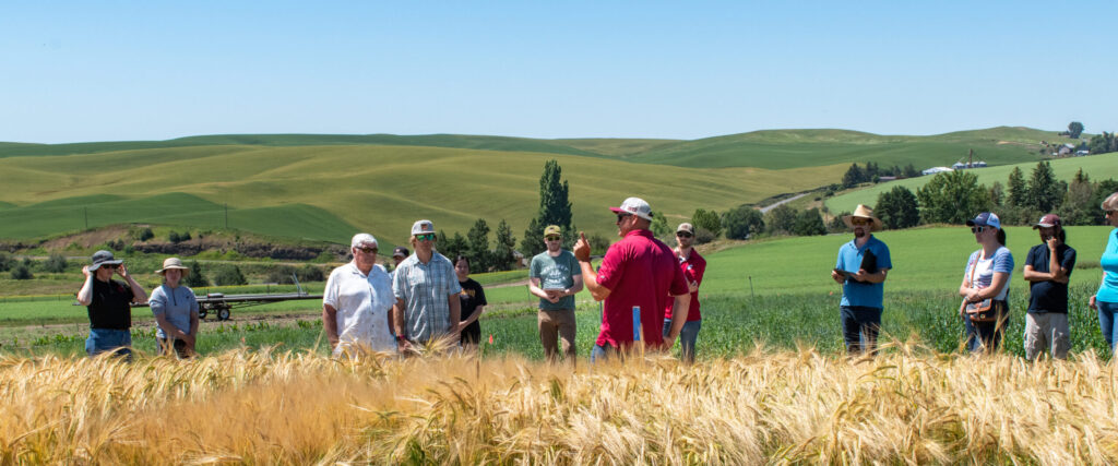 Group of people stand in a barley field at Washington State Universary