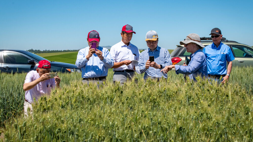 people use smartphones to take pictures of a wheat research plot in Pullman, Washington. 