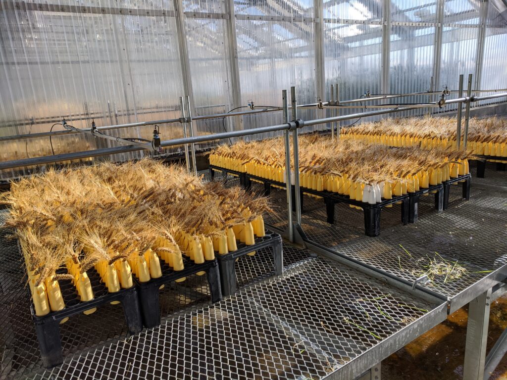 batches of ripe wheat stalks in a greenhouse arranged for testing under sprinklers.