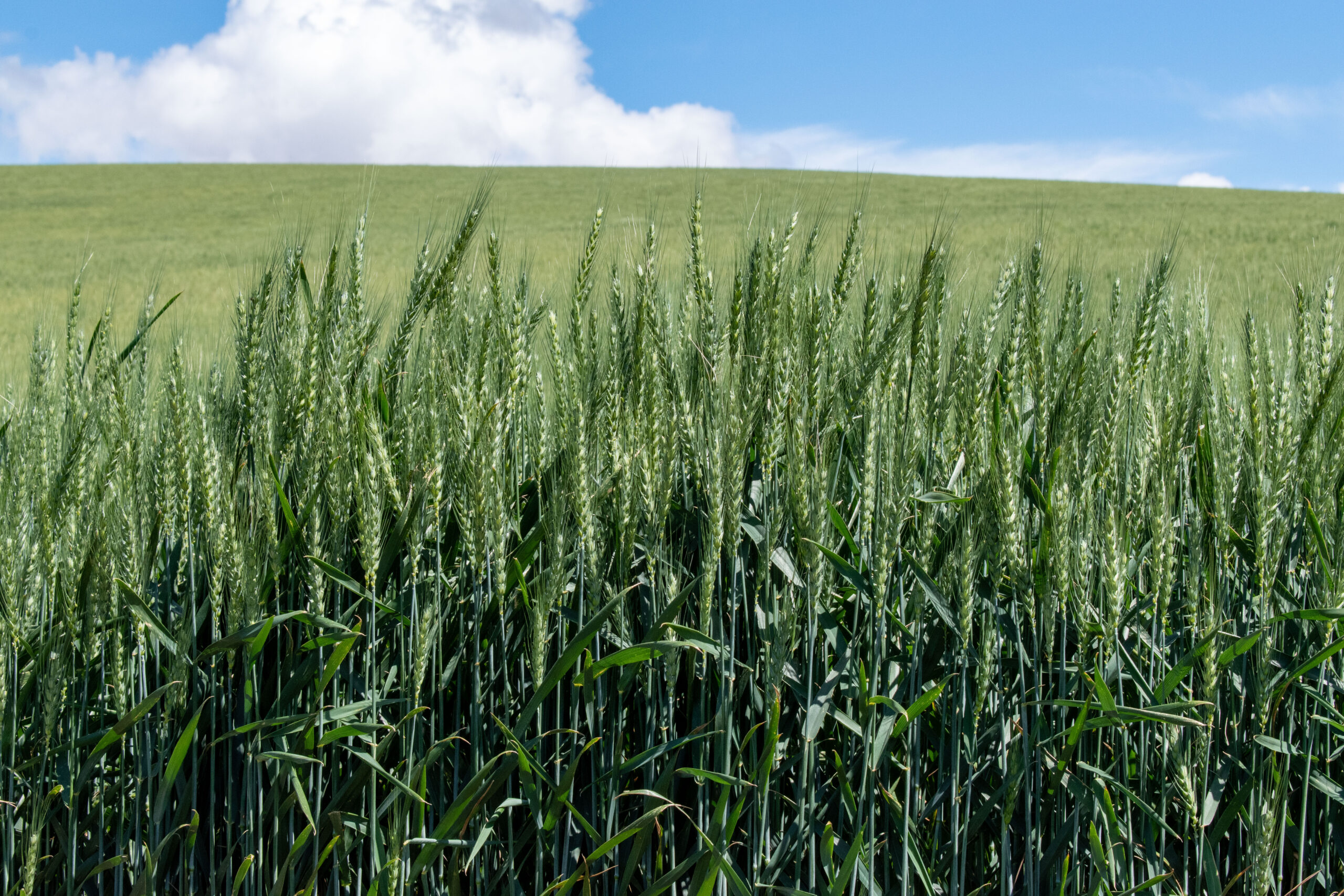 investments-in-usda-priorities-wa-grains