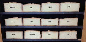 Sponge cakes sliced in half are lined up to illustrate differences in rise between flour samples.