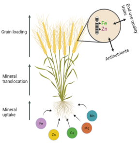 Diagram of nutrient uptake in a wheat plant. 