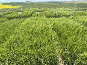 a green field of barley test plots