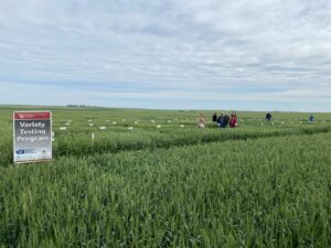 people stand in a green wheat field