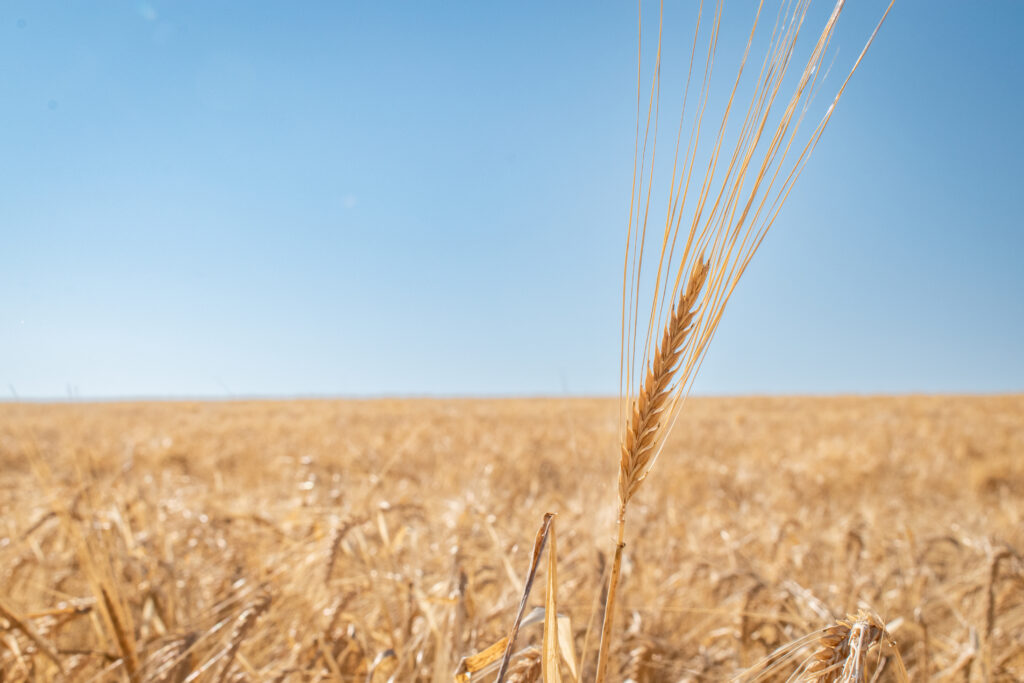 Ripe barley in a field near Palouse, Washington