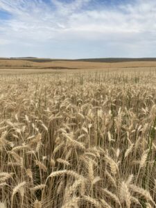 Field of wheat and scouringrush