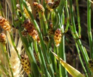 Smooth scouringrush plants.