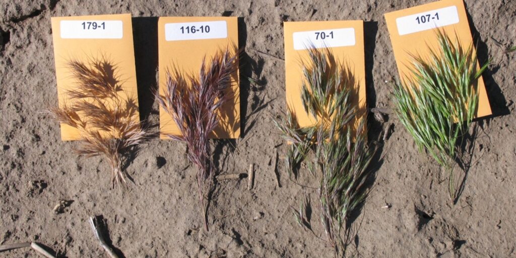 Four samples of cheatgrass at various maturity levels