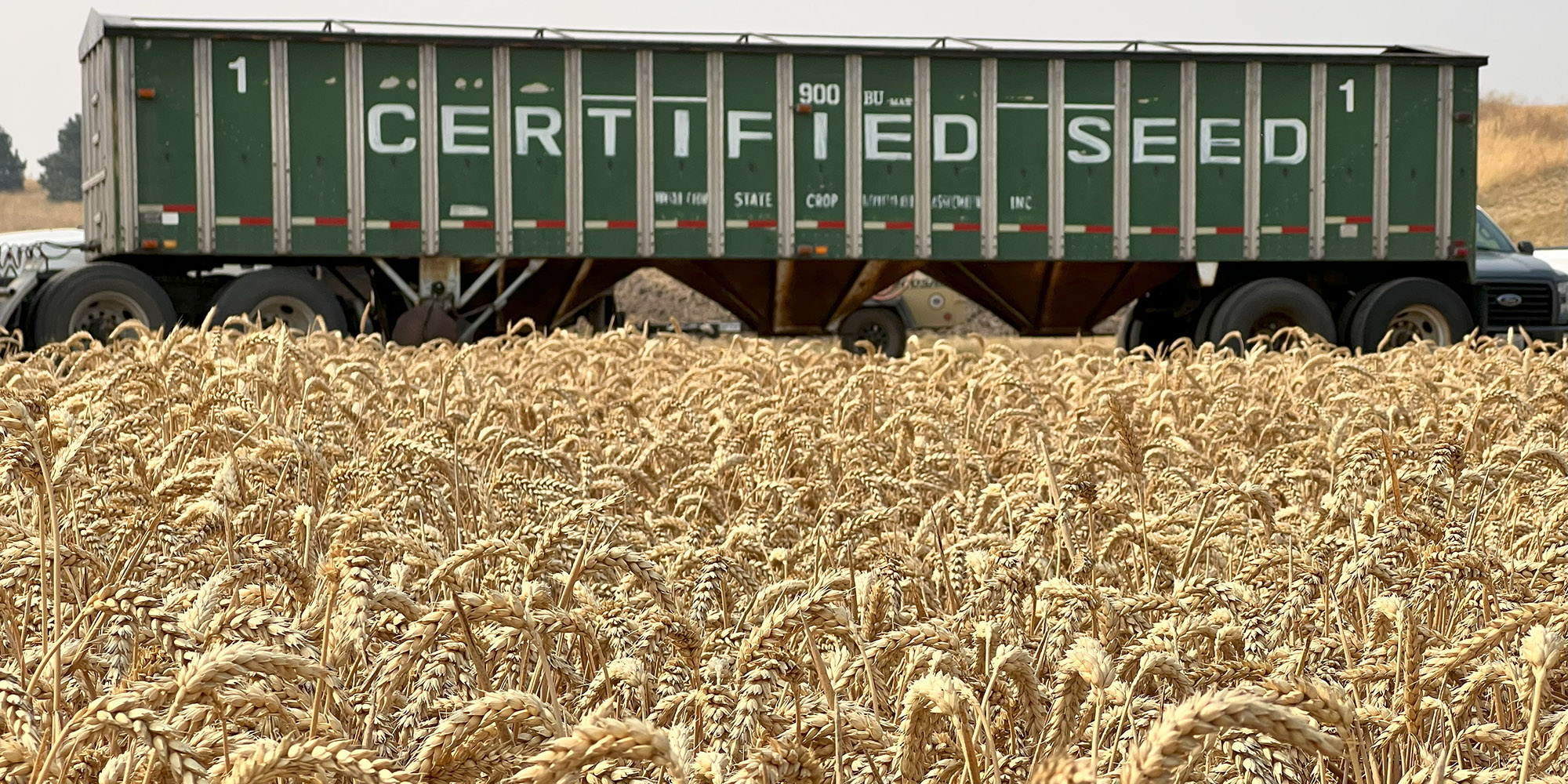 certified seed truck behind wheat field
