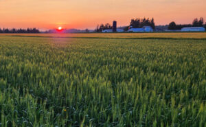 Spring wheat at sun down