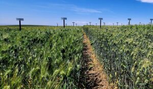 research testing wheat field