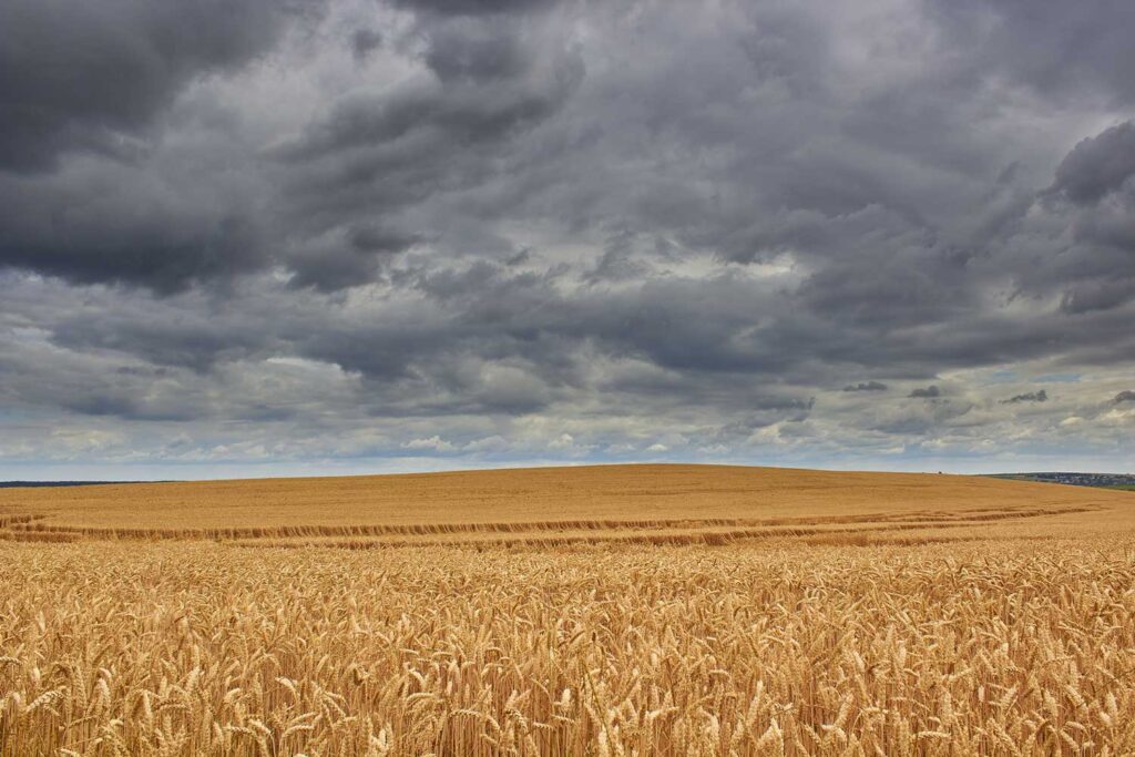 AdobeStock photo of wheat field in a storm