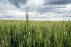 Stalks of wheat in a field under a cloudy sky.