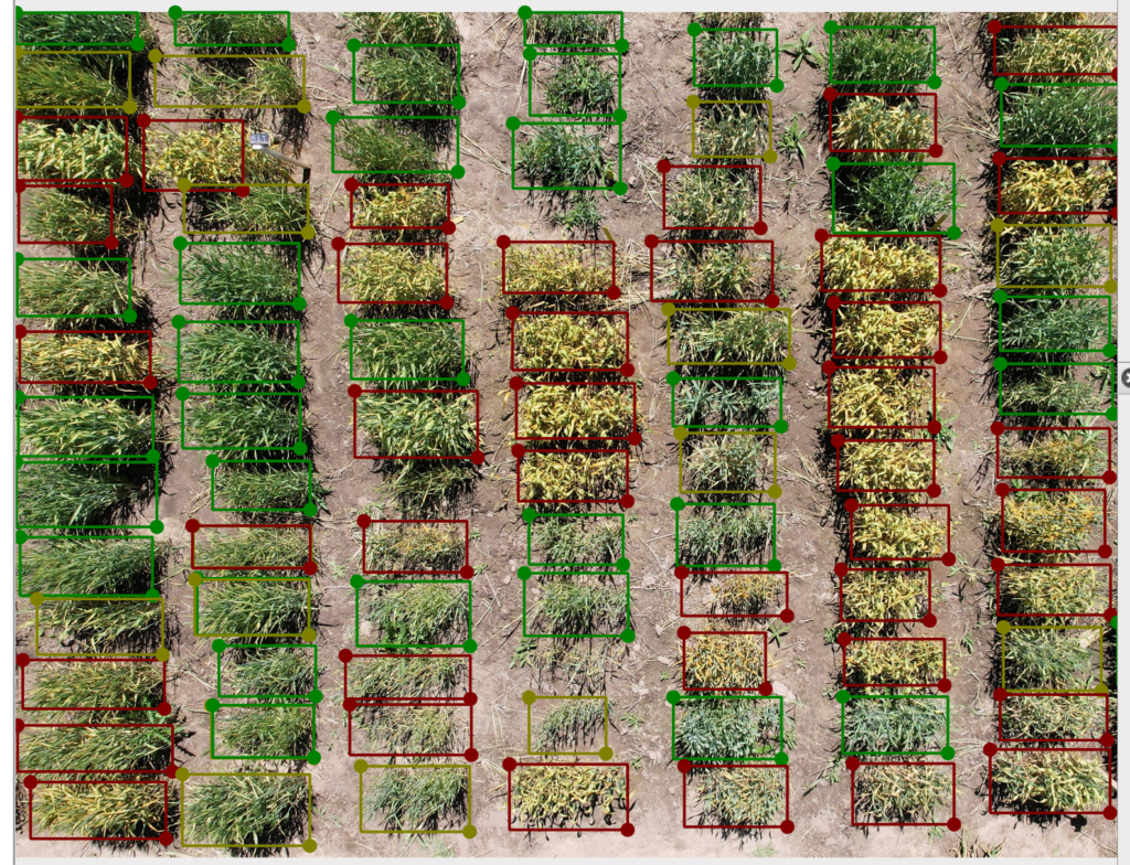 An drone image of wheat research plots with AI-identified bounding boxes to identify plant susceptibility to disease. 