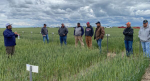 WSU Spring wheat breeder, Mike Pumphrey, talks with growers attending WSU Variety Testing Field Day