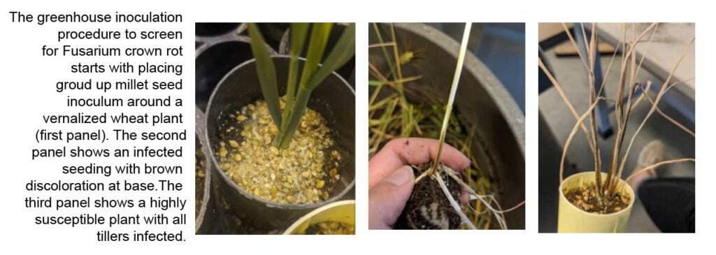 a series of pictures showing the standardized inoculum for Fursarium crown rot. First photo shoes ground up millet seed inoculum around a wheat plant, second is an infected seeding with brown discoloration at the base of the stalk, the third shows a highly susceptible plant with all tillers infected. 