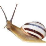 vineyard snail