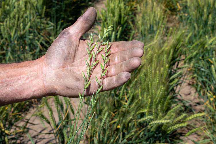 A hand holding Italian ryegrass pulled from Washington State University wheat test plots at Spillman Farm In Pullman WA