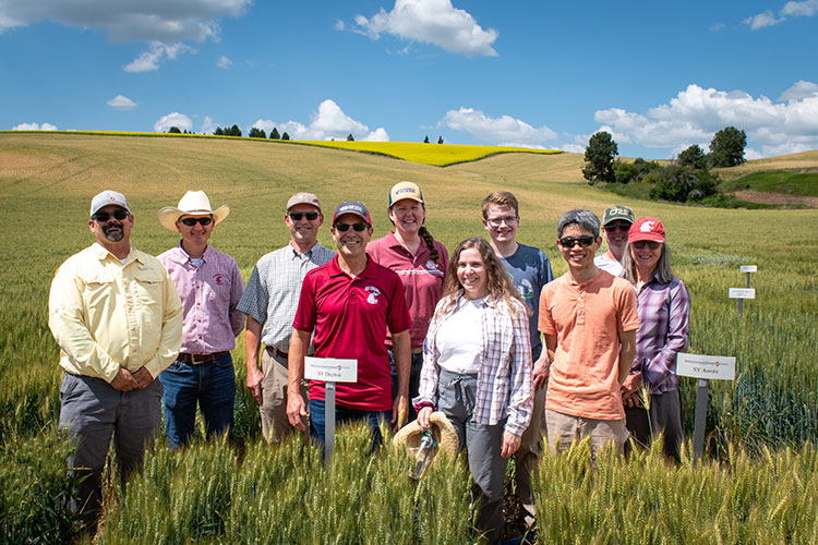 The Pullman-based falling number team standing in a wheat field