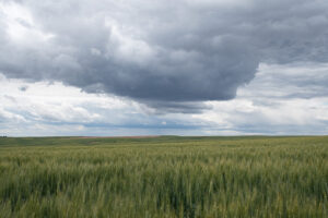 Wheat field off Hwy 21 in Washington state, by Lori Maricle