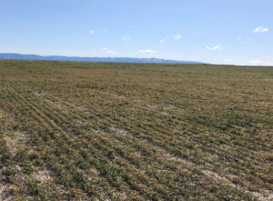 Photo of wheat field showing winter injury with lots of yellow grass and some dead patches. 