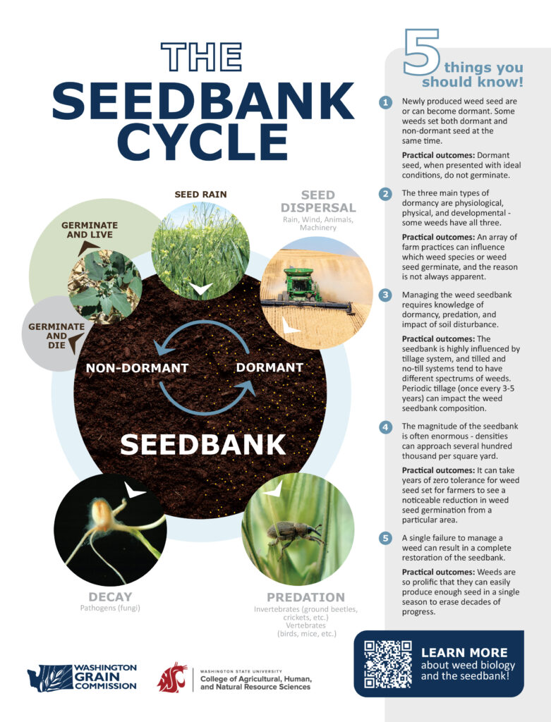 Infographic illustrating the weed seedbank cycle where seeds enter and exit the soil