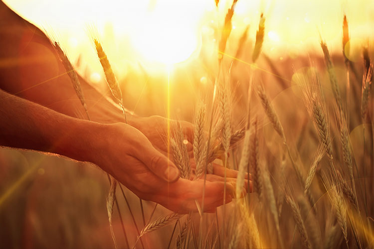 Adobe Stock photo_Hands in wheat field