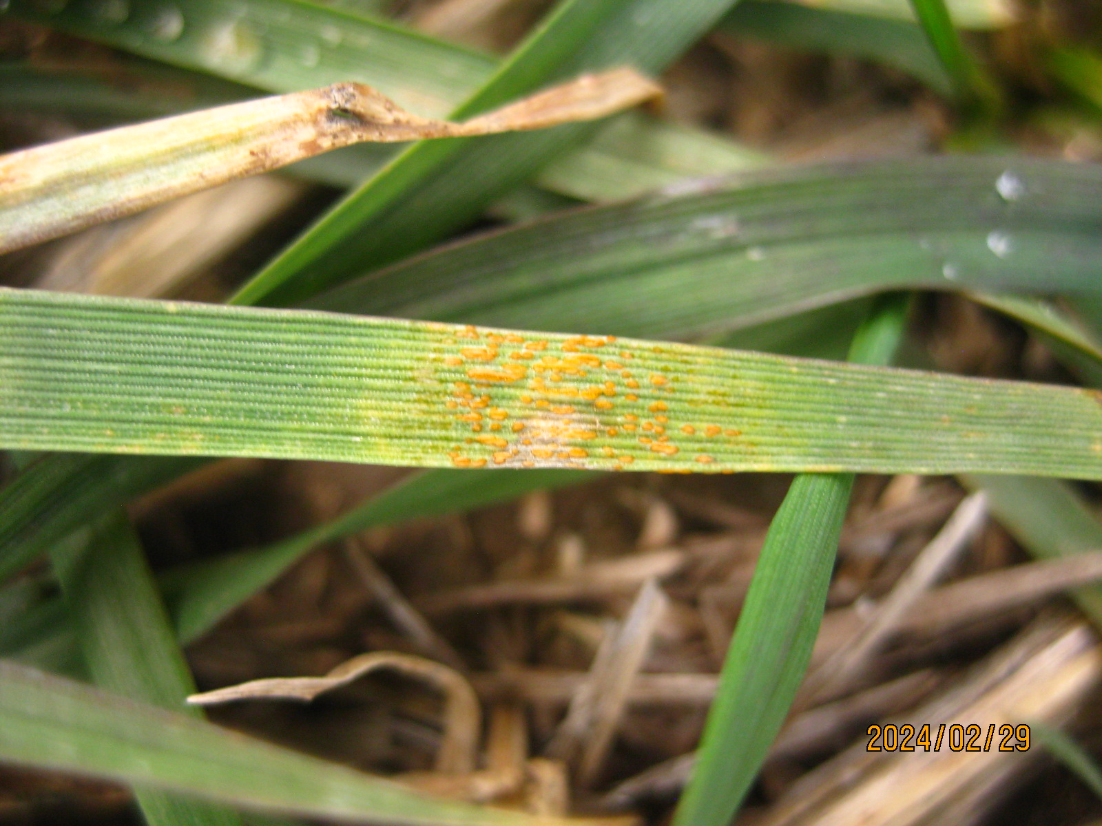 Stripe rust is back for 2024 crop