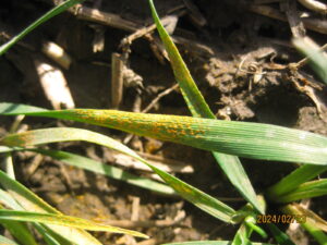 green grass with yellow stripe rust