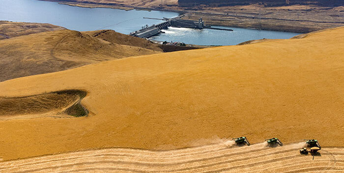 Wheat harvesting with dam in background