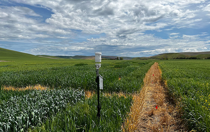 Figure 1: Setup of weather stations at Washington State University Winter wheat Breeding Program trail locations