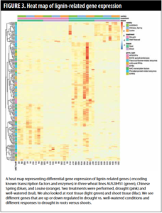 Figure3. Heat map of lignin-related gene expression