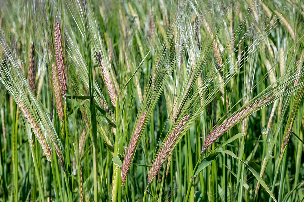 The value of barley