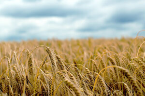 Barley field