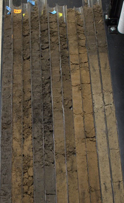 Soil cores showing the diversity of soils in a single field.