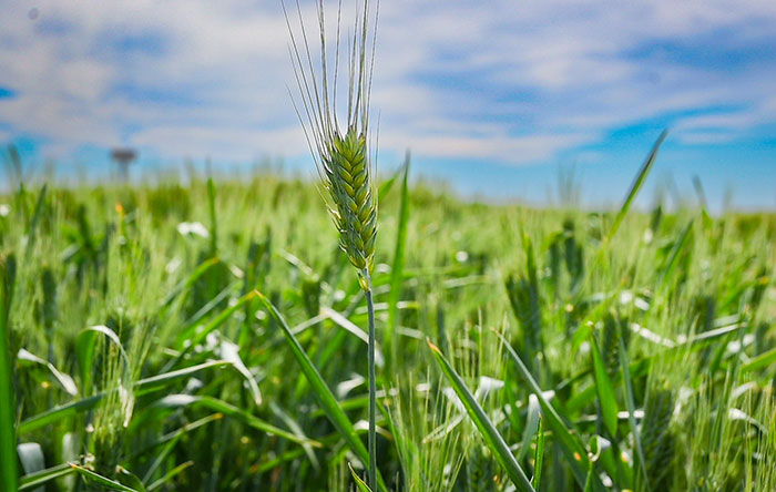 Adams County wheat field